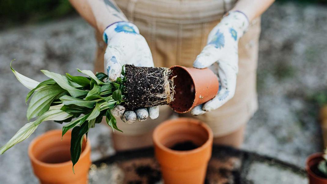 Gardening in a new build Home